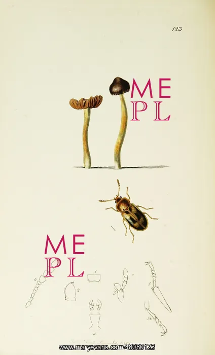  : Curtis British Entomology Plate 123
