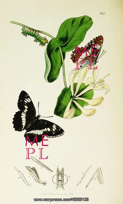 : Curtis British Entomology Plate 124 : Curtis British Entomology Plate 124
