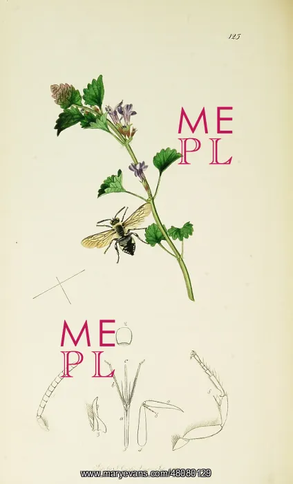 : Curtis British Entomology Plate 125 : Curtis British Entomology Plate 125