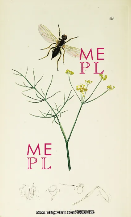 : Curtis British Entomology Plate 126 : Curtis British Entomology Plate 126