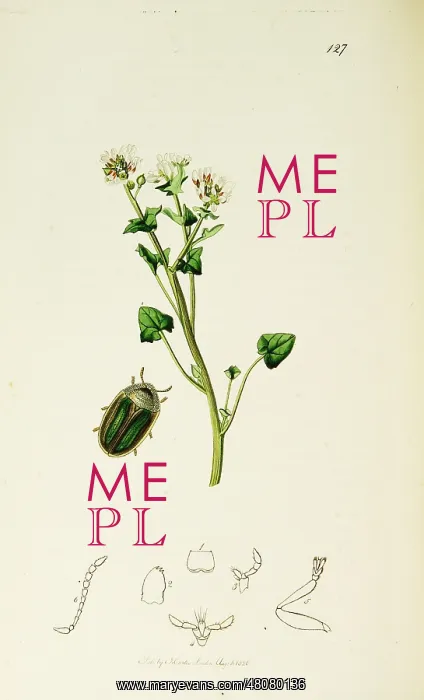 : Curtis British Entomology Plate 127 : Curtis British Entomology Plate 127