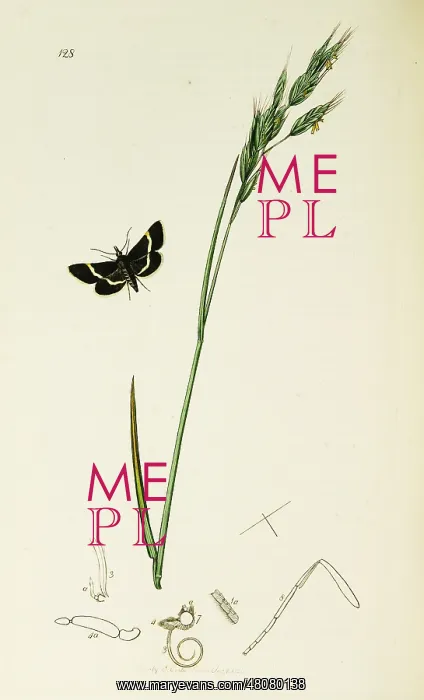 : Curtis British Entomology Plate 128 : Curtis British Entomology Plate 128