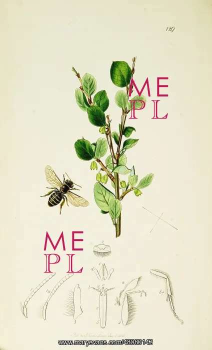 : Curtis British Entomology Plate 129 : Curtis British Entomology Plate 129
