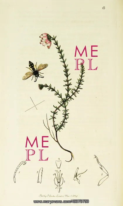 : Curtis British Entomology Plate 13 : Curtis British Entomology Plate 13