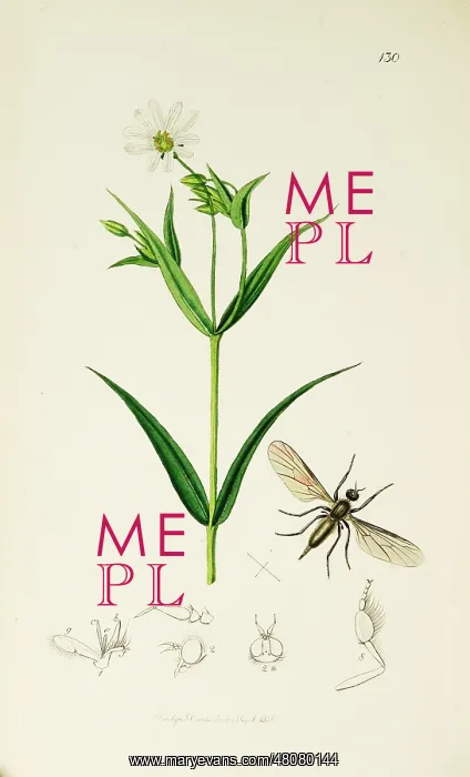 : Curtis British Entomology Plate 130 : Curtis British Entomology Plate 130