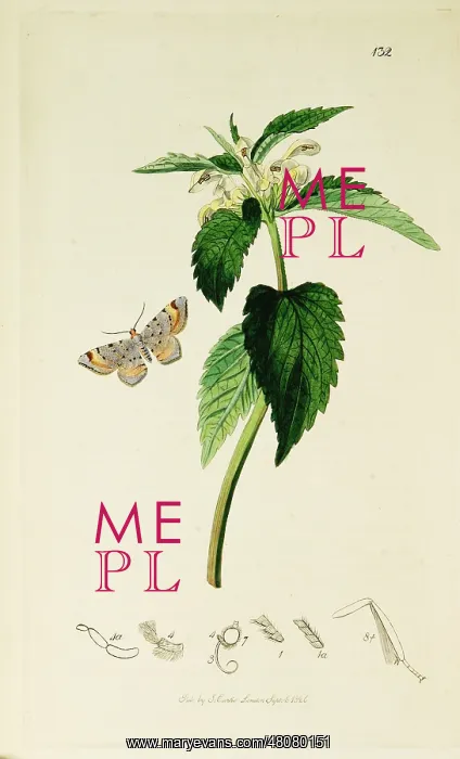 : Curtis British Entomology Plate 132 : Curtis British Entomology Plate 132