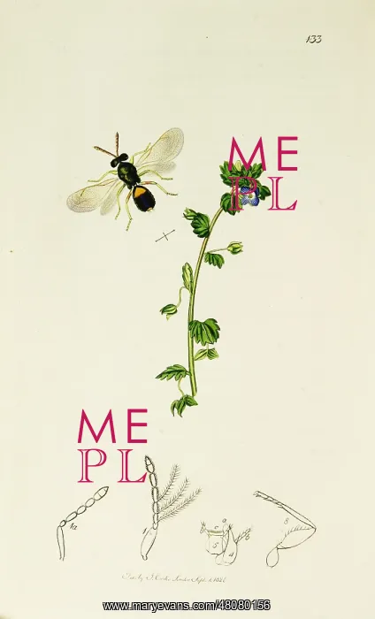 : Curtis British Entomology Plate 133 : Curtis British Entomology Plate 133