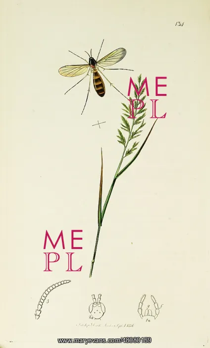 : Curtis British Entomology Plate 134 : Curtis British Entomology Plate 134