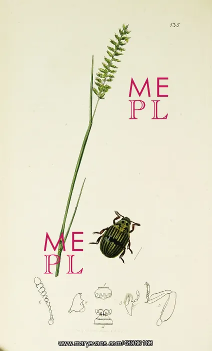 : Curtis British Entomology Plate 135 : Curtis British Entomology Plate 135