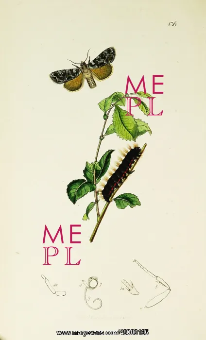 : Curtis British Entomology Plate 136 : Curtis British Entomology Plate 136
