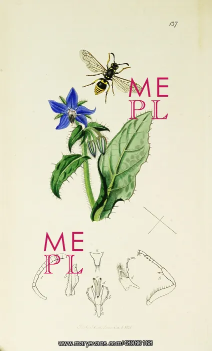  : Curtis British Entomology Plate 137