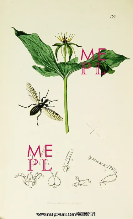 : Curtis British Entomology Plate 138 : Curtis British Entomology Plate 138