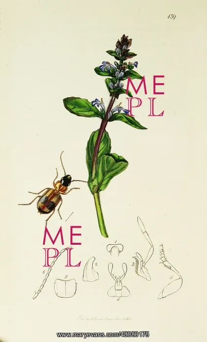 : Curtis British Entomology Plate 139 : Curtis British Entomology Plate 139