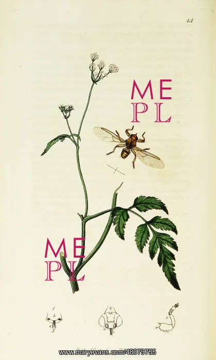  : Curtis British Entomology Plate 14