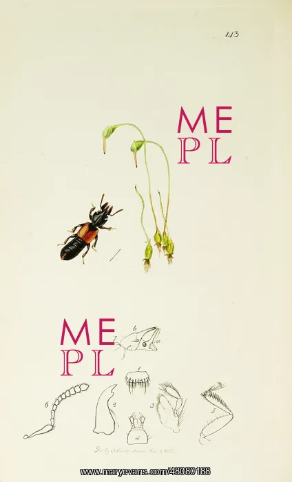 : Curtis British Entomology Plate 143 : Curtis British Entomology Plate 143