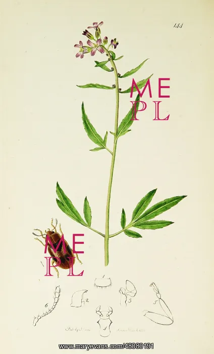 : Curtis British Entomology Plate 144 : Curtis British Entomology Plate 144