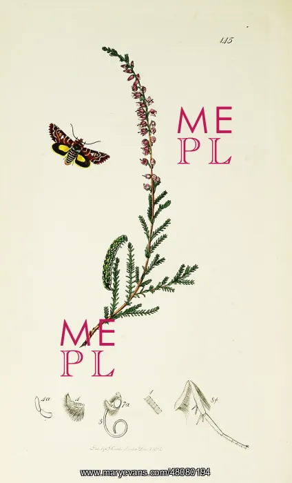  : Curtis British Entomology Plate 145