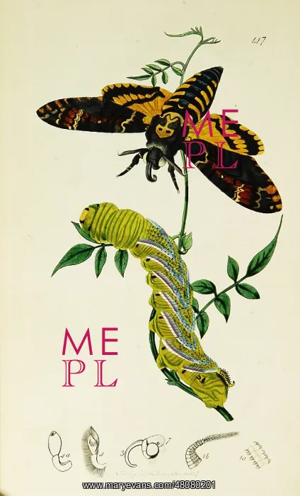 : Curtis British Entomology Plate 147 : Curtis British Entomology Plate 147