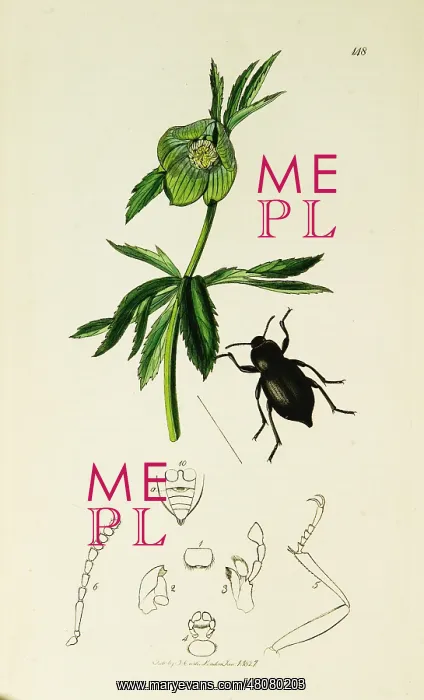 : Curtis British Entomology Plate 148 : Curtis British Entomology Plate 148