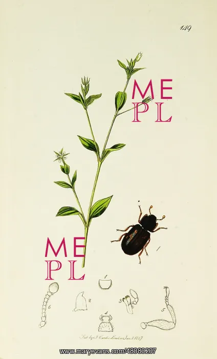 : Curtis British Entomology Plate 149 : Curtis British Entomology Plate 149