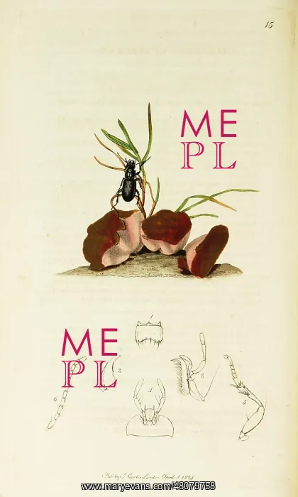 : Curtis British Entomology Plate 15 : Curtis British Entomology Plate 15