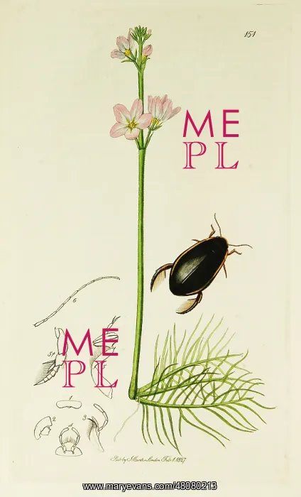 : Curtis British Entomology Plate 151 : Curtis British Entomology Plate 151