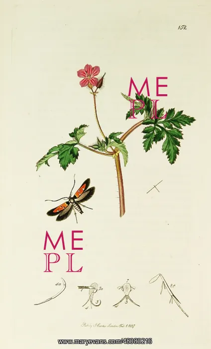 : Curtis British Entomology Plate 152 : Curtis British Entomology Plate 152
