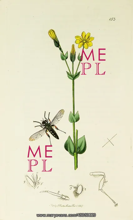 : Curtis British Entomology Plate 153 : Curtis British Entomology Plate 153