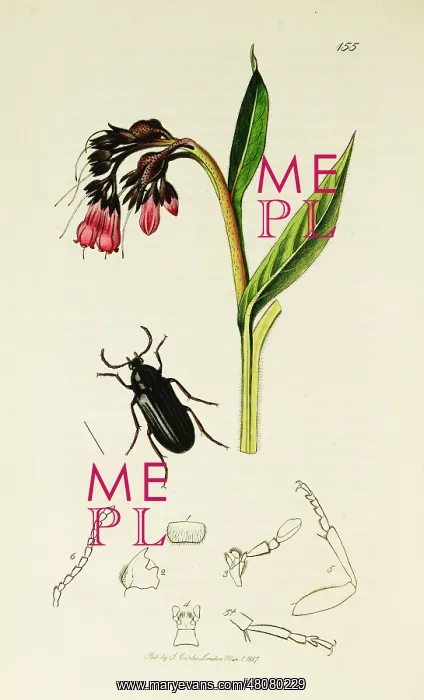  : Curtis British Entomology Plate 155