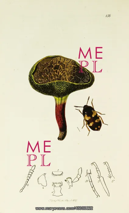 : Curtis British Entomology Plate 156 : Curtis British Entomology Plate 156