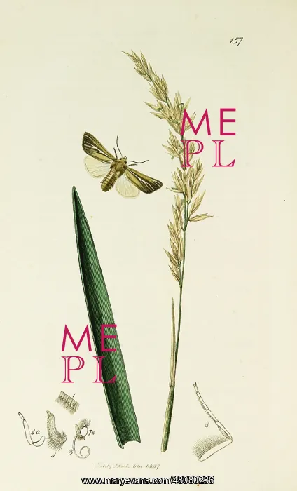 : Curtis British Entomology Plate 157 : Curtis British Entomology Plate 157