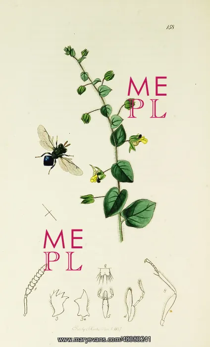  : Curtis British Entomology Plate 158