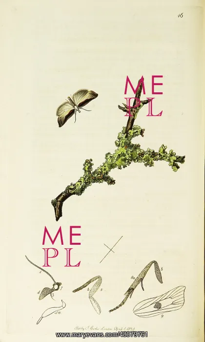 : Curtis British Entomology Plate 16 : Curtis British Entomology Plate 16
