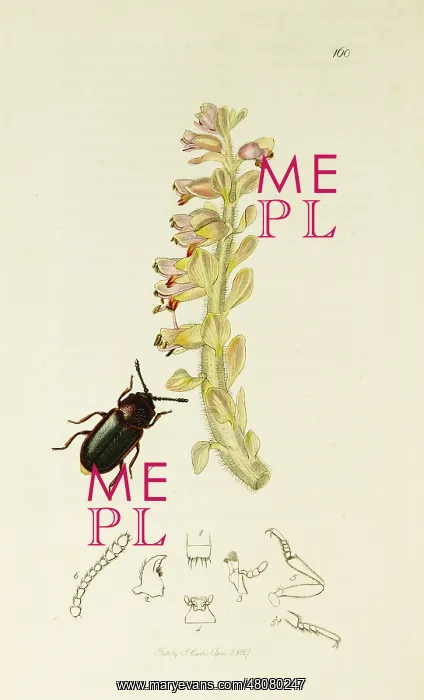 : Curtis British Entomology Plate 160 : Curtis British Entomology Plate 160