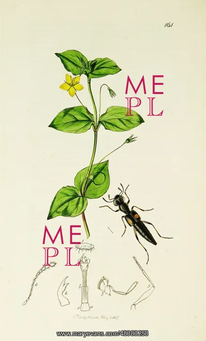 : Curtis British Entomology Plate 164 : Curtis British Entomology Plate 164
