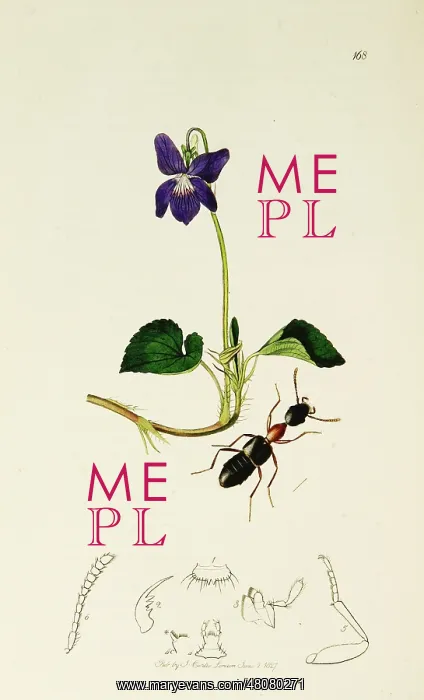 : Curtis British Entomology Plate 168 : Curtis British Entomology Plate 168