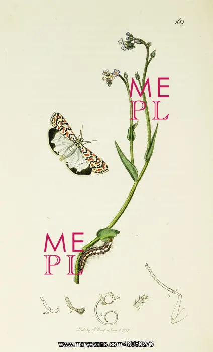 : Curtis British Entomology Plate 169