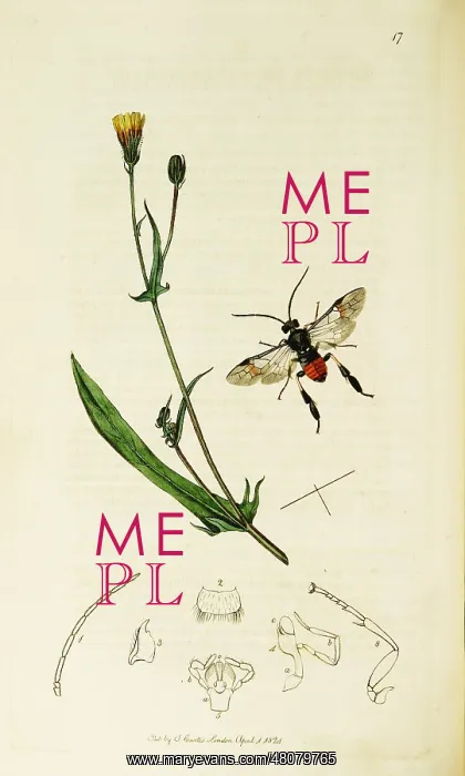 : Curtis British Entomology Plate 17 : Curtis British Entomology Plate 17