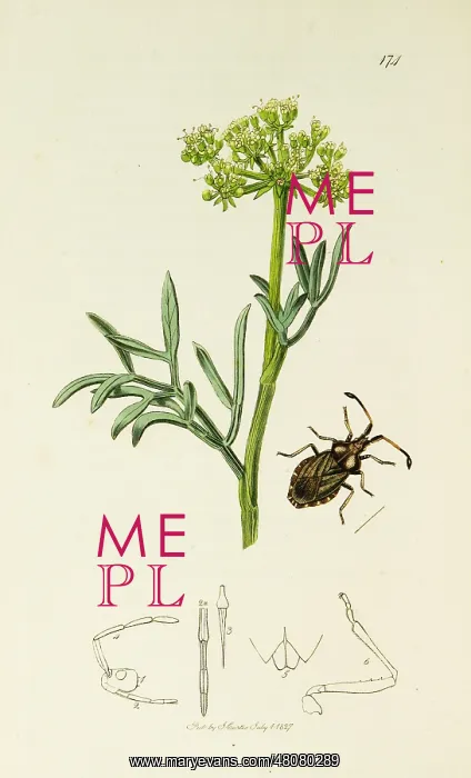  : Curtis British Entomology Plate 174