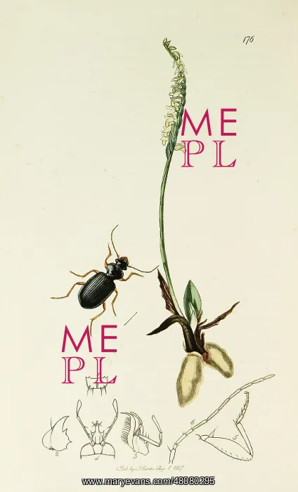 : Curtis British Entomology Plate 176 : Curtis British Entomology Plate 176