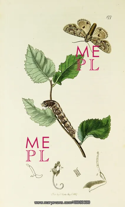 : Curtis British Entomology Plate 177 : Curtis British Entomology Plate 177