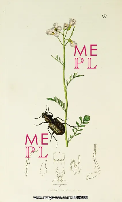 : Curtis British Entomology Plate 179 : Curtis British Entomology Plate 179