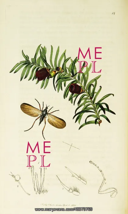 : Curtis British Entomology Plate 18 : Curtis British Entomology Plate 18