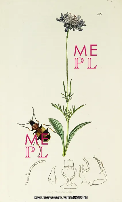 : Curtis British Entomology Plate 180 : Curtis British Entomology Plate 180