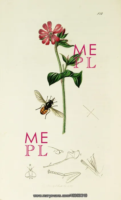 : Curtis British Entomology Plate 182 : Curtis British Entomology Plate 182