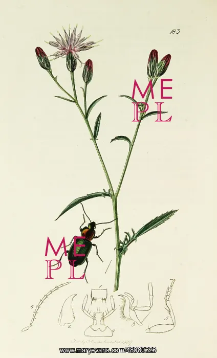: Curtis British Entomology Plate 183 : Curtis British Entomology Plate 183
