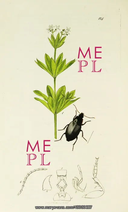 : Curtis British Entomology Plate 184 : Curtis British Entomology Plate 184