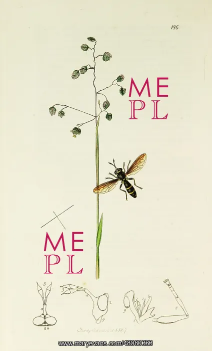 : Curtis British Entomology Plate 186 : Curtis British Entomology Plate 186