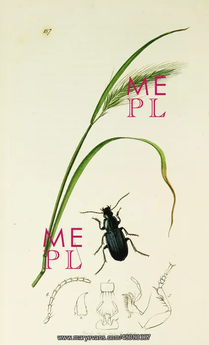 : Curtis British Entomology Plate 187 : Curtis British Entomology Plate 187