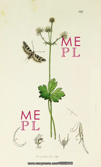 : Curtis British Entomology Plate 189 : Curtis British Entomology Plate 189